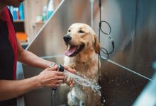 petszone:-setting-new-standards-in-pet-care