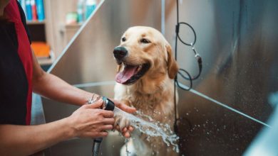 petszone:-setting-new-standards-in-pet-care
